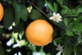 Ripe grapefruit and flowers growing on tree outdoors Royalty Free Stock Photo