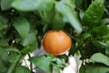 Ripe grapefruit growing on tree in garden