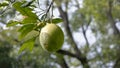 Ripe grapefruit growing on a tree