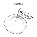 Ripe grapefruit with leaf. Vector