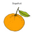 Ripe grapefruit with leaf. Vector