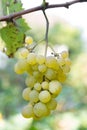 Ripe grapes against blurry background