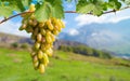 Ripe grapes on branch against mountain and blue sky Royalty Free Stock Photo