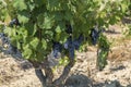 Ripe grapes brunch ready for harvest, healthy fruit close-up background with copy space for text