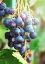 Harvesting of ripe grapes, Red wine grapes on vine in vineyard, Royalty Free Stock Photo