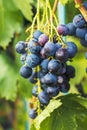 Harvesting of ripe grapes, Red wine grapes on vine in vineyard, Royalty Free Stock Photo