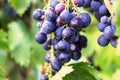 Harvesting of ripe grapes, Red wine grapes on vine in vineyard, Royalty Free Stock Photo