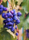 Harvesting of ripe grapes, Red wine grapes on vine in vineyard, Royalty Free Stock Photo