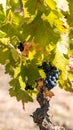 Ripe grapes in the garden, Siurana, Catalunya, Spain. Close-up. Vertical. Royalty Free Stock Photo