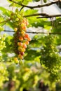 Almost ripe grapes with green leaves on the vine. fresh fruits