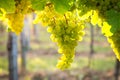 Bunches of ripe grapes growing in vineyard at sunset. Almost ready for harvest.