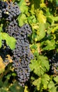 Ripe grapes growing in vineyard in daylight Royalty Free Stock Photo