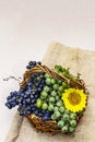 Ripe grapes in handmade basket