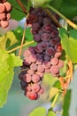 ripe grapes hanging on the vine. Harvest the future of rosÃÂ© wine in the vineyard at sunset rays Royalty Free Stock Photo