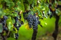 Ripe grapes before harvest, Bordeaux, France Royalty Free Stock Photo