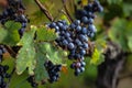 ripe grapes before harvest, Bordeaux, France Royalty Free Stock Photo