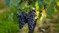 ripe grapes before harvest, Bordeaux, France Royalty Free Stock Photo