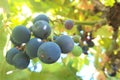 Fresh grapes in the vineyard Royalty Free Stock Photo