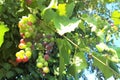 Fresh grapes in the vineyard Royalty Free Stock Photo