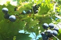 Fresh grapes in the vineyard Royalty Free Stock Photo