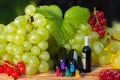 Ripe grapes - an important ingredient in winemaking, Russia Royalty Free Stock Photo