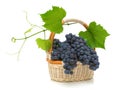Ripe grapes with leaves in a basket on a white background Royalty Free Stock Photo
