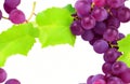 Ripe grapes with leaves isolated on a white background Royalty Free Stock Photo