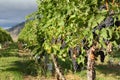 Ripe Grapes, Okanagan Vineyard, British Columbia