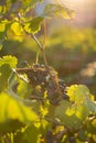 Ripe grapes in an old vineyard in the tuscany winegrowing area Royalty Free Stock Photo