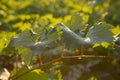 Ripe grapes in an old vineyard in the tuscany winegrowing area Royalty Free Stock Photo