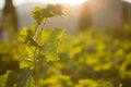 Ripe grapes in an old vineyard in the tuscany winegrowing area Royalty Free Stock Photo