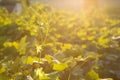 Ripe grapes in an old vineyard in the tuscany winegrowing area, Italy Royalty Free Stock Photo