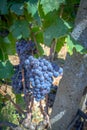 ripe grapes ready for the harvest