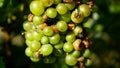 Ripe grapes and ripeness in viticulture, white wine and common green bottle fly Lucilia sericata blowfly or blow flies