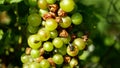 Ripe grapes and ripeness in viticulture, white wine and common green bottle fly Lucilia sericata blowfly or blow flies