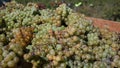 Ripe grapes in Trac in the fruit garden. Harvest season.