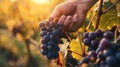 Ripe grapes on vine being harvested by worker hands