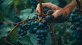 Ripe grapes on vine being harvested by worker hands