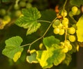 Ripe grapes on a vine with bright sun shining through the green