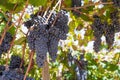 Ripe grapes on a vine with green leaves