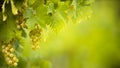 Ripe grapes on vine growing in vineyard