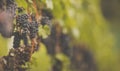 Ripe grapes on vine growing in vineyard Royalty Free Stock Photo