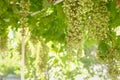 Ripe grapes on vine growing in vineyard at sunset time, selective focus, copy space. Vineyards grape at sunset. Ripe white wine Royalty Free Stock Photo