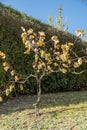 Ripe grapes on vine