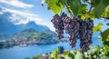 Ripe grapes on the vine with scenic mountain view