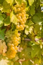 Ripe grapes on vine in vineyard Royalty Free Stock Photo