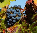 Ripe Grapes on the Vine at Winery Royalty Free Stock Photo