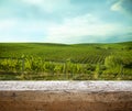 Ripe grapes on the vines in Tuscany, Italy. Picturesque winery farm, vineyard. Sunset warm light. Empty place. place for text Royalty Free Stock Photo