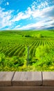 Ripe grapes on the vines in Tuscany, Italy. Picturesque winery farm, vineyard. Sunset warm light. Empty place. place for text Royalty Free Stock Photo