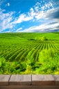 Ripe grapes on the vines in Tuscany, Italy. Picturesque winery farm, vineyard. Sunset warm light. Empty place. place for text Royalty Free Stock Photo